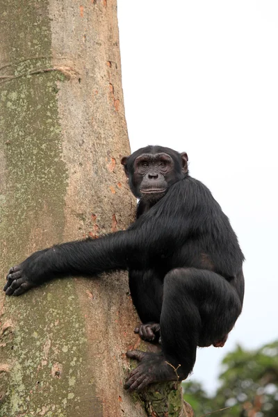 Szympans - uganda — Zdjęcie stockowe