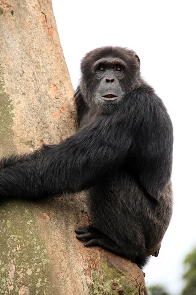 チンパンジー - ウガンダ — ストック写真