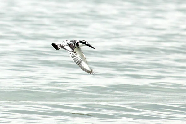 Kingfisher - Santuário da Vida Selvagem - Uganda — Fotografia de Stock