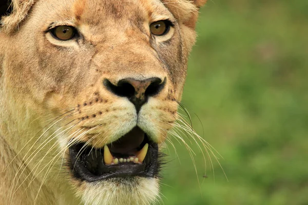 ライオン - アフリカの野生動物 — ストック写真