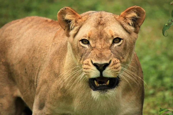 Лев - Африканський дикої природи — стокове фото