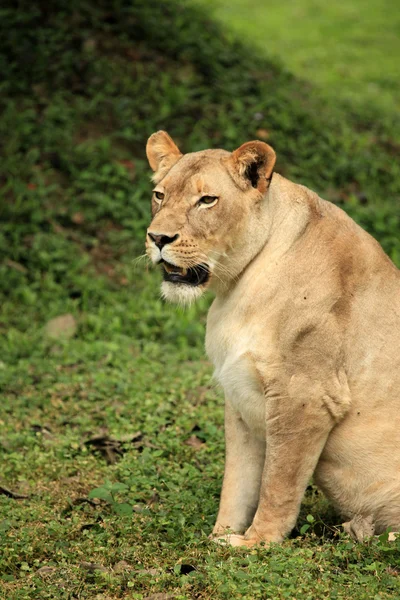 ライオン - アフリカの野生動物 — ストック写真