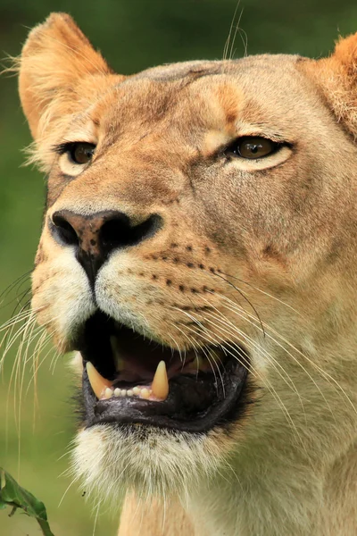 Lion - африканская дикая жизнь — стоковое фото