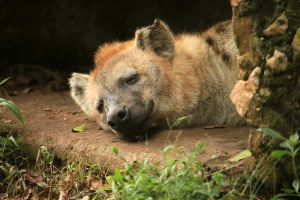 Hyena - Vida selvagem africana — Fotografia de Stock