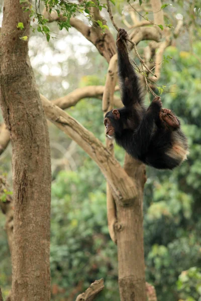 Cimpanzeii - viața sălbatică africană — Fotografie, imagine de stoc