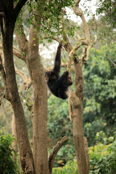 Chimpanzés - Vida selvagem africana — Fotografia de Stock