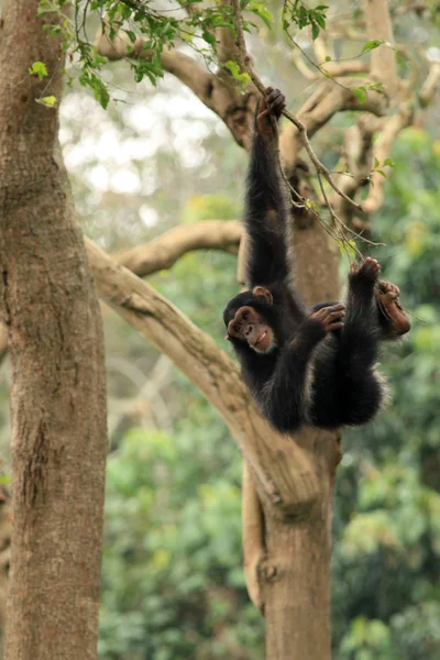 Χιμπατζήδες - αφρικανικής άγριας ζωής — Φωτογραφία Αρχείου