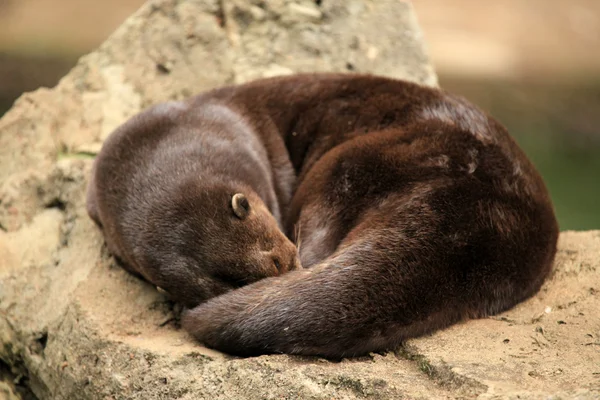 Otter - Vida silvestre africana — Foto de Stock