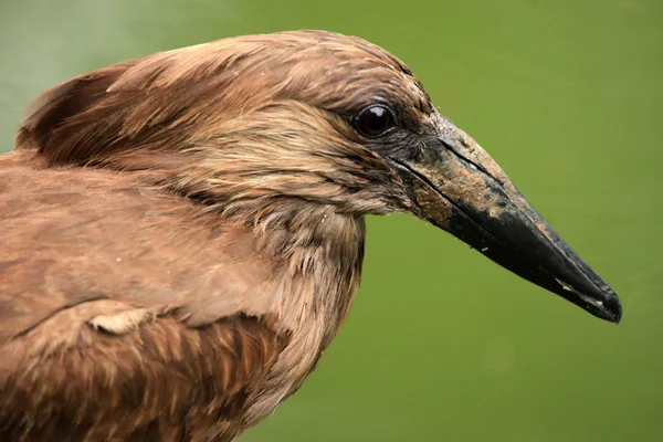 Hammerkop - afrikanische Tierwelt — Stockfoto