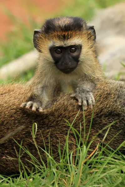 Vervet aap - Afrikaanse dieren in het wild — Stockfoto