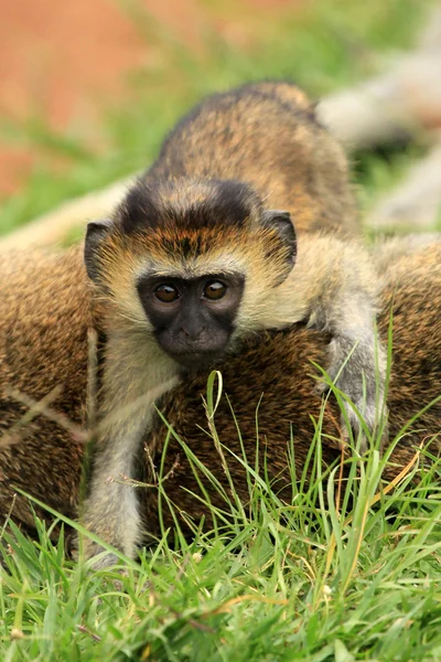 Vervet Monkey - африканская дикая жизнь — стоковое фото