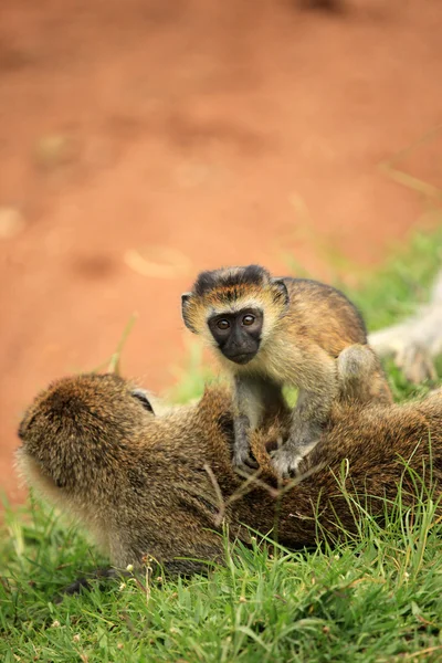 Vervet majom - afrikai vadon élő állatok — Stock Fotó