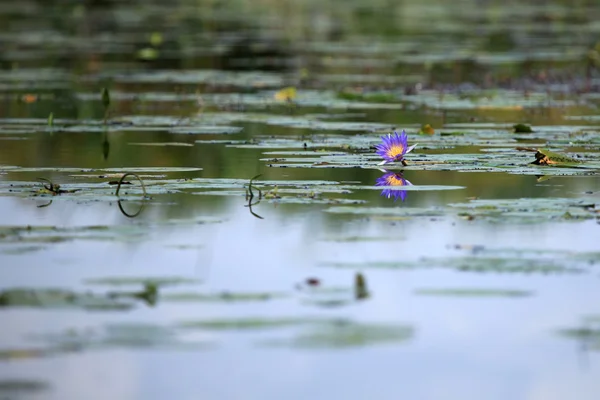 Configuração pacífica do lago Uganda, África — Fotografia de Stock