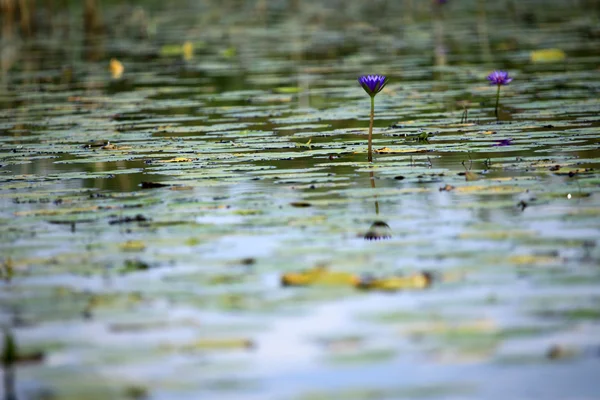Peaceful Lake Setting - Uganda, Africa — Stock Photo, Image