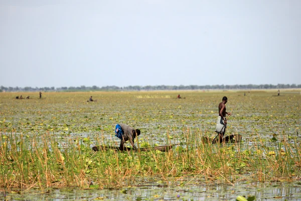 Hagyományos halászati technika - Uganda, Afrika — Stock Fotó