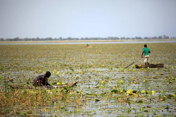 Traditional Fishing Technique - Uganda, Africa — Stock Photo, Image