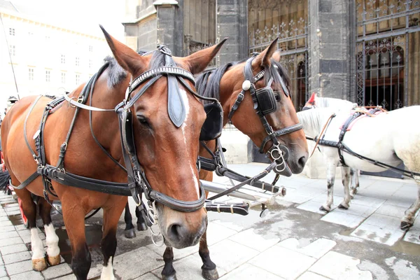 Horse at Stephansdom, Vienna — Stock Photo, Image