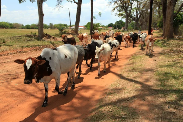 牛畜群-soroti，乌干达非洲 — 图库照片
