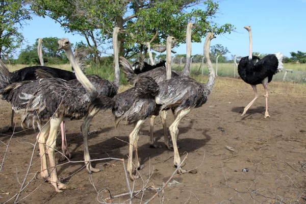非洲鸵鸟-乌干达 — 图库照片