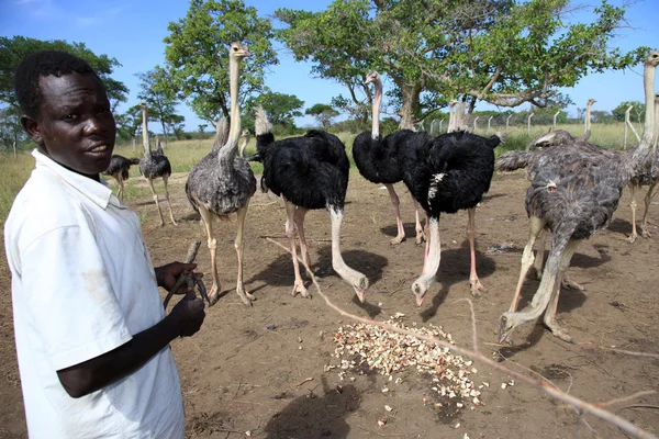 Strauß - uganda, afrika — Stockfoto