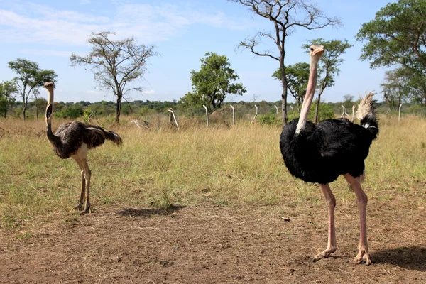 Strusia - uganda, Afryka — Zdjęcie stockowe