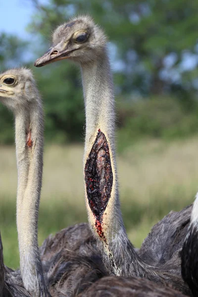 Devekuşu - uganda, Afrika — Stok fotoğraf