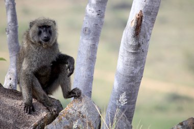 Baboon - uganda, Afrika