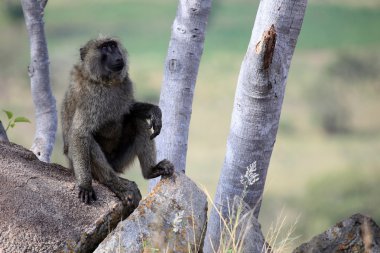 Baboon - uganda, Afrika