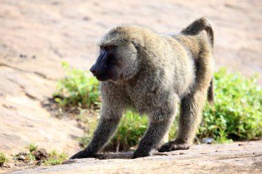 Baboon - uganda, Afrika