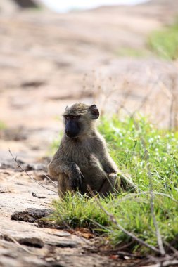 Baboon - uganda, Afrika