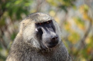 Baboon - uganda, Afrika