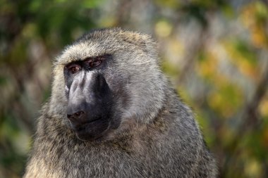 Baboon - uganda, Afrika
