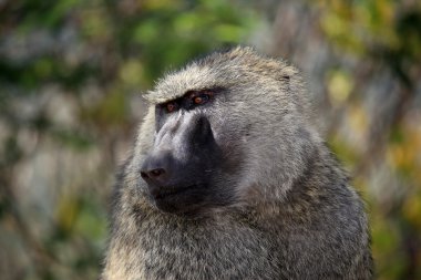 Baboon - uganda, Afrika