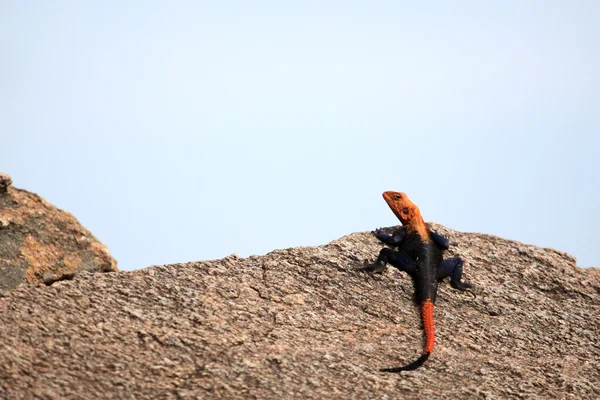 Rood-headed agama hagedis - Oeganda, Afrika — Stockfoto