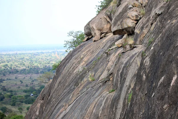 Babuíno - Uganda, África — Fotografia de Stock