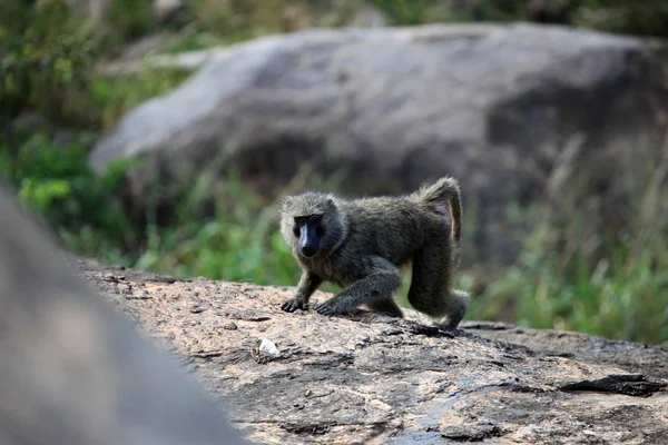 Babuino - Uganda, África — Foto de Stock