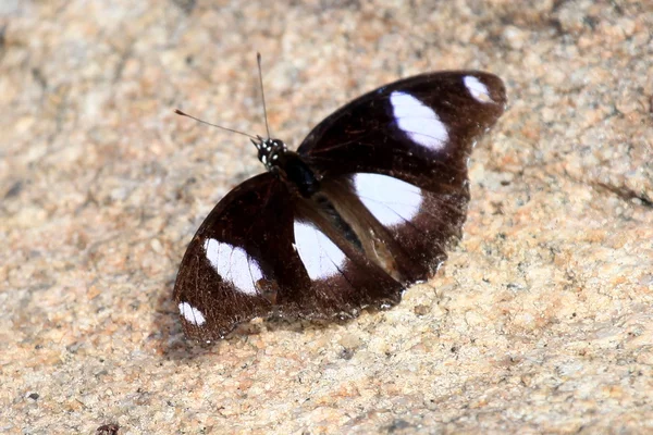 Mariposa en Abela Rock, Uganda, África —  Fotos de Stock