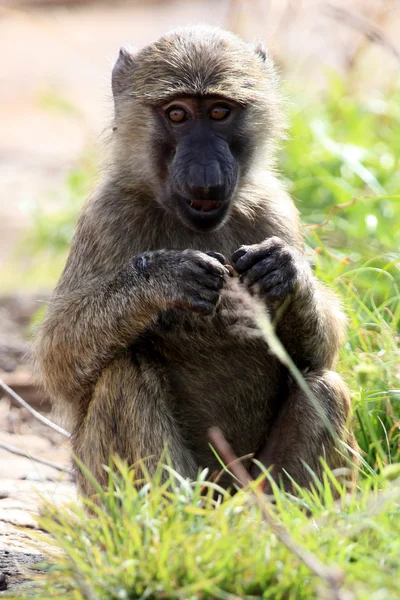 Babuíno - Uganda, África — Fotografia de Stock