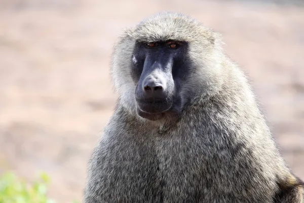 Babuíno - Uganda, África — Fotografia de Stock