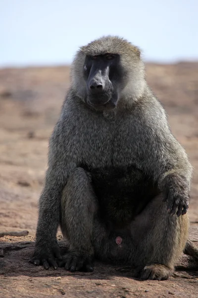 Baboon - Uganda, Afrika – stockfoto