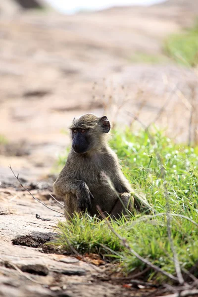 Baboon - Uganda, Africa — Stock Photo, Image