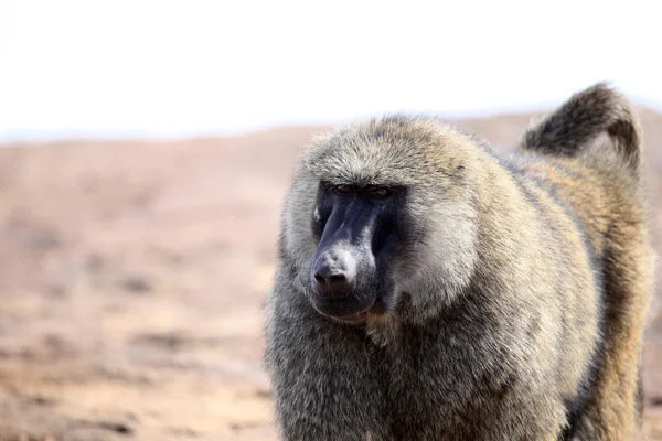 Baviaan - Oeganda, Afrika — Stockfoto