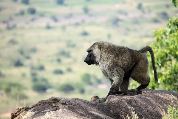 Pavián - uganda, Afrika — Stock fotografie