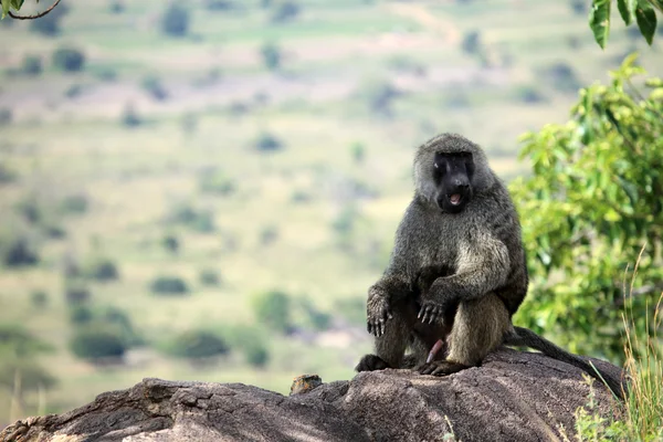 Pawian - uganda, Afryka — Zdjęcie stockowe