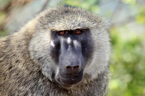 Baboon - uganda, Afrika — Stok fotoğraf