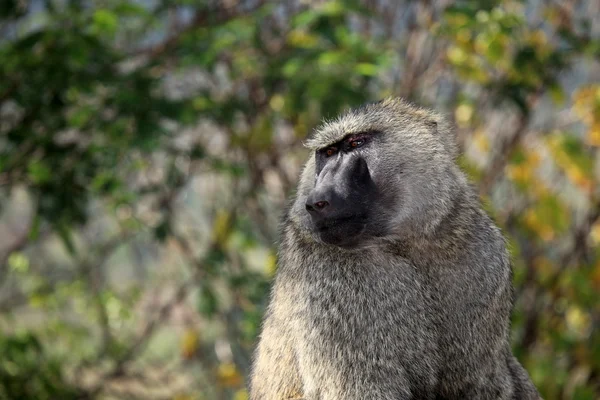 Baviaan - Oeganda, Afrika — Stockfoto