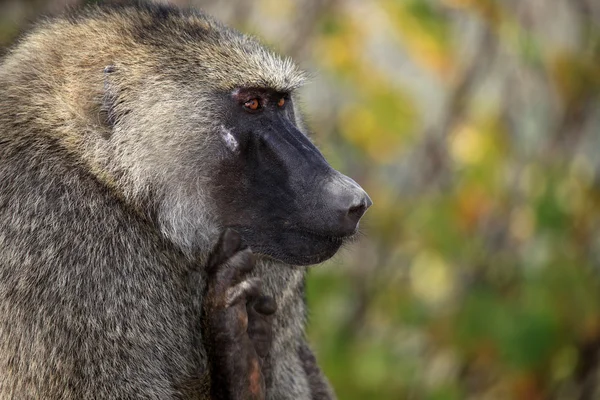 Baviaan - Oeganda, Afrika — Stockfoto