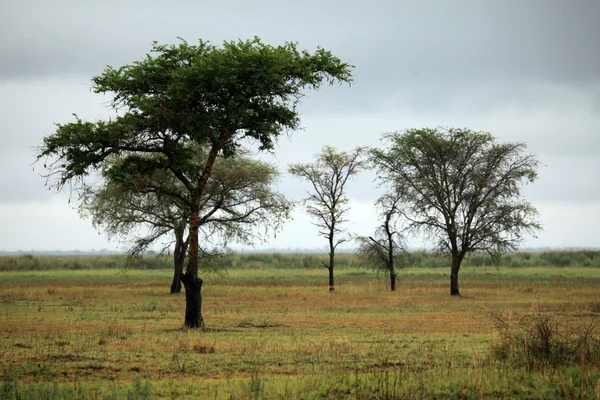 Naturschutzgebiet - opeta-see - uganda, afrika — Stockfoto