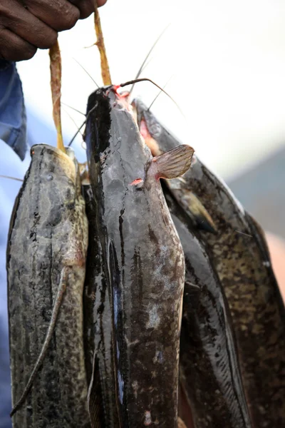 Galleggianti pesca villaggio - uganda, africa — Foto Stock