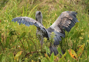 shoebill yaban - uganda, Afrika